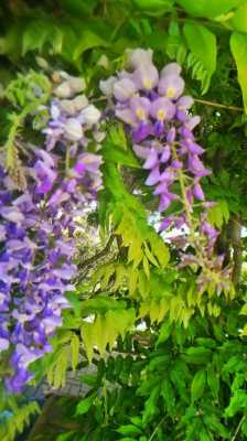 紫藤树的花语是什么（紫藤树的隐藏花语）