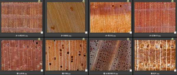 如何区分木材的三切面微观（木材的三切面本身也是木材的特征之一）