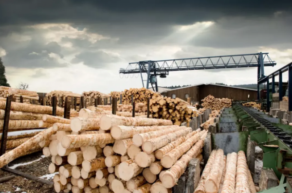 新西兰木材如何出口（新西兰木材出口政策最新）