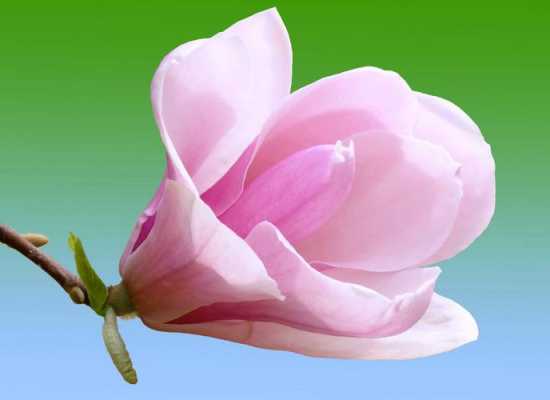 粉色玉兰花的花语（粉色玉兰花的花语和寓意）