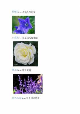 收集五种花的花语（收集五种花的花语和寓意）