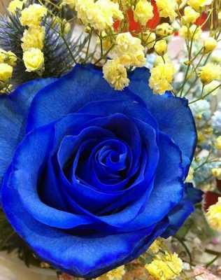 蓝色妖姬的花期花语（蓝色妖姬的花期多少长）