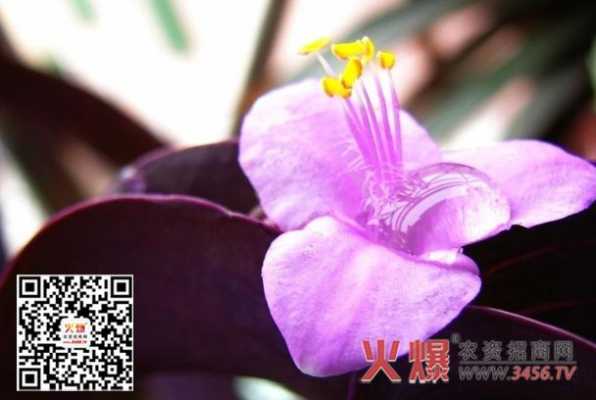 紫兰的花语（紫兰花介绍）