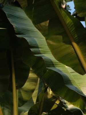 芭蕉树花语（芭蕉树的寓意及象征）