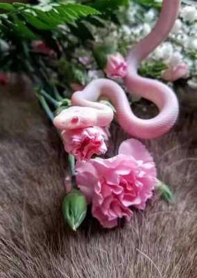 花花语蛇（蛇相关的花）