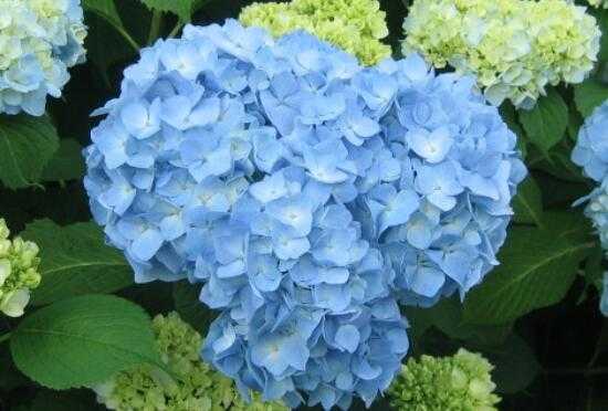 青色八仙花的花语和寓意的简单介绍