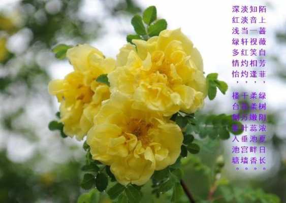 每种蔷薇花的花语的简单介绍