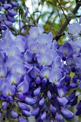 蓝色紫藤的花语是什么的简单介绍