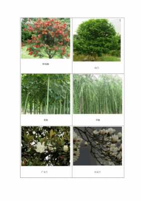各种树的花语和寓意及图片（各种树的名称及图片）