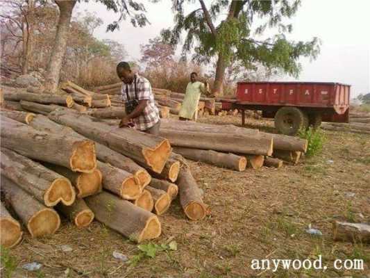 加纳木材如何运到中国来（加纳盛产哪种木材）