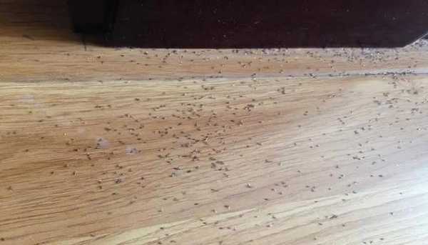 如何预防地板虫子（怎么防止木地板长虫）