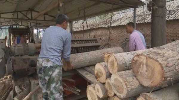 如何发展木业（如何发展林业）