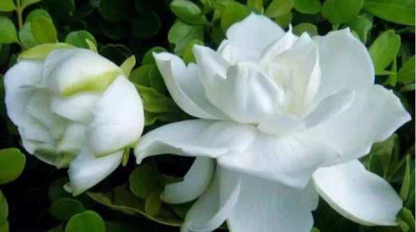 栀子花花语养护（gardenia栀子花的花语）