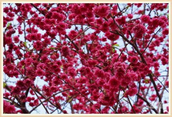 红樱花花语（红樱花是什么品种）