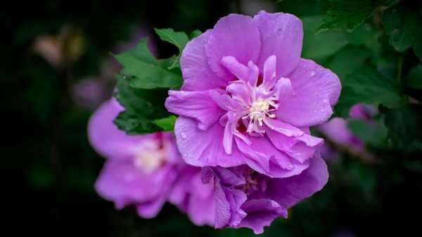 紫色槿的花语（紫色的木槿花能吃吗）