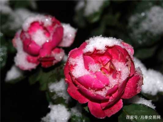 冬天最具代表的花语（冬天象征的花）