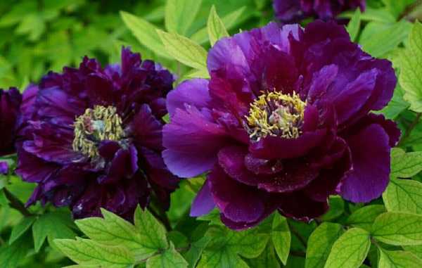 紫牡丹的花语（紫牡丹的花语和寓意）