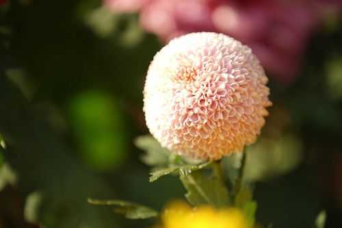 雪海菊花的花语（雪海菊花图片）