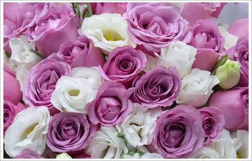 紫玫瑰白玫瑰混搭的花语（紫白色玫瑰花语）