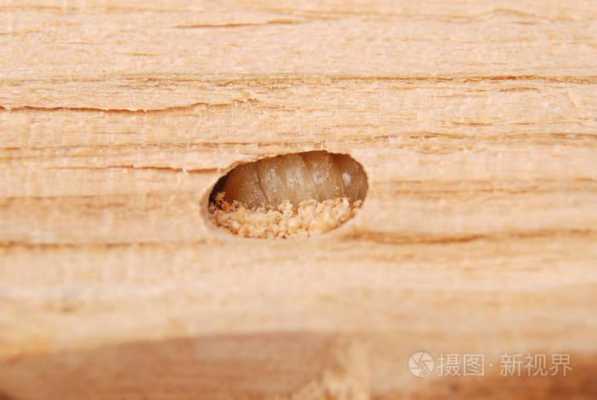 如何防止木材起刺（如何防止木头生虫）
