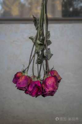 枯萎的红玫瑰的花语（红玫瑰枯萎是啥颜色）