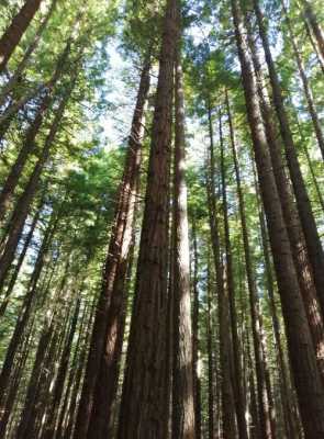 关于新西兰杉木如何的信息