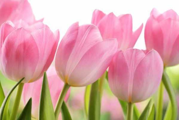 7朵粉色郁金香的花语的简单介绍