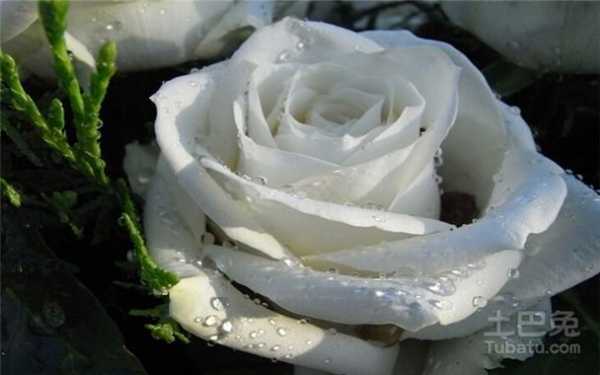 l白玫瑰的花语（白玫瑰花的花语和象征）