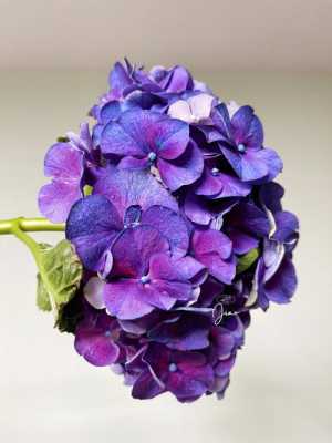 紫色绣球花花语和寓意的简单介绍
