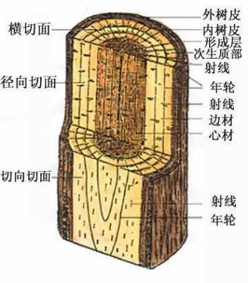 如何鉴别木材三个切面（木材的三种切面）