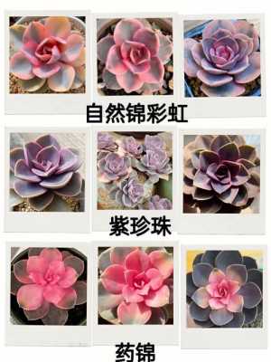 紫珍珠多肉植物花语（多肉植物紫珍珠图片）