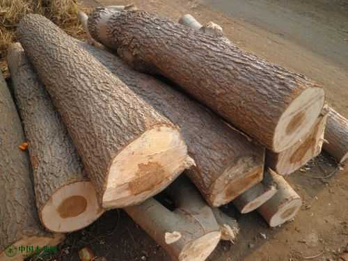 杨木木材能有多少用途（杨木木材表）