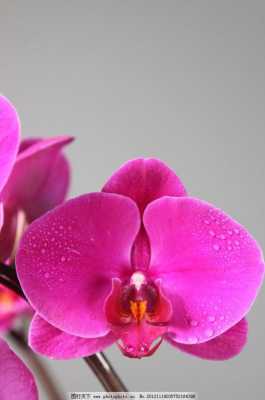粉蝴蝶花的花语是什么（粉色蝴蝶花的寓意和象征）