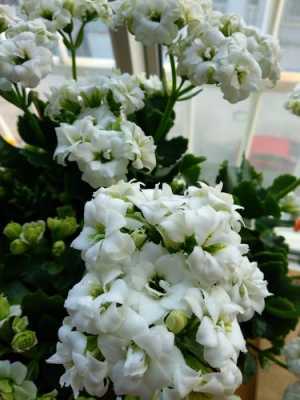 白花的花语是长寿（白花的花语是长寿花吗）