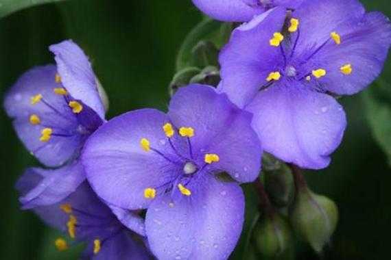 紫罗兰的花语和传说（紫罗兰的花语是什么花）