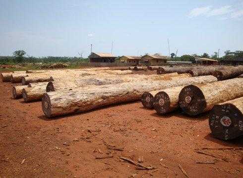 加纳木材加工产业如何（加纳木材品种）