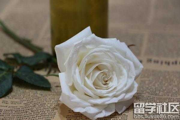 玫瑰花的花语一枝花（白色玫瑰花的花语和寓意）