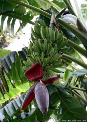 香蕉花语（香蕉的花叫什么名字）
