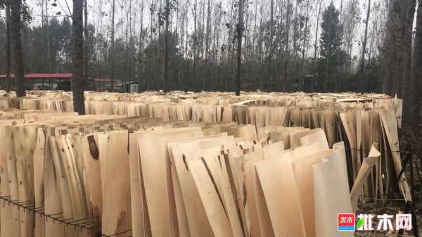关于杨木板产业的信息