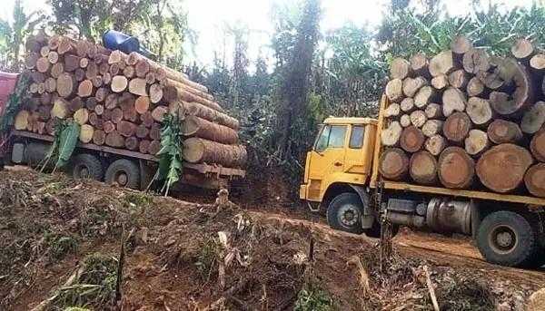 缅甸木材如何进入中国（缅甸进口木材需要什么手续）