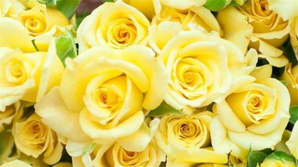 黄玫瑰花有花语吗（29朵黄玫瑰花的花语是什么）