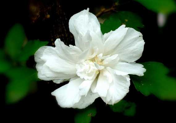 白木槿花的花语（白木槿花的图片大全）