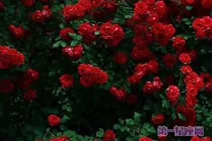 深红蔷薇花语（深红色蔷薇的花语是）