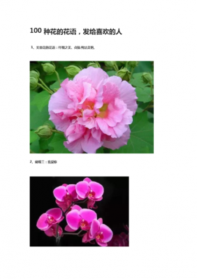 中国所有花的花语分类（中国所有的花的花语）