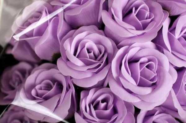 紫的象征意义以及花的花语（紫色的花语与象征）