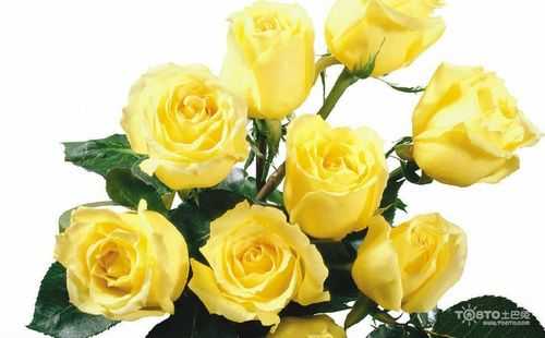 36朵黄玫瑰的花语（33支黄玫瑰花语是什么）