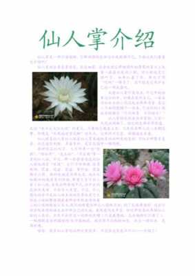 有关仙人掌的花语标签的简单介绍
