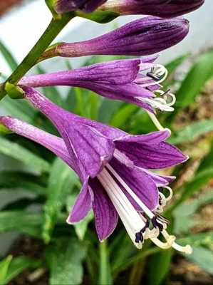 紫色玉簪花的花语（开紫色花的玉簪）
