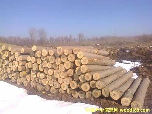 新疆杨木材加（新疆杨木原木价格多少钱一吨）