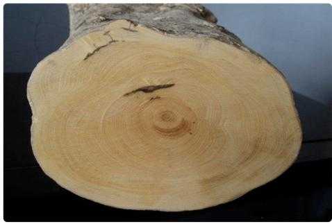 木头如何鉴定是什么木（木头如何鉴定是什么木种）